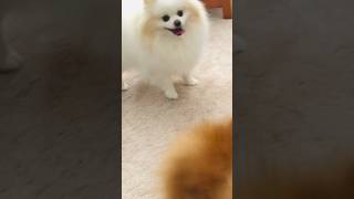 Hilarious pomeranian barking compilation funny moments [upl. by Fattal]