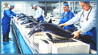 How Farmers Raises Millions of Sturgeon  Caviar Farm  Caviar Processing factory [upl. by Bogart444]