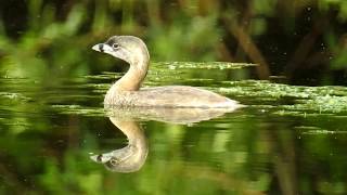 Piedbilled Grebe [upl. by Aderfla]