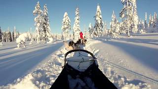 Mit dem Hundeschlitten durch Finnlands Wälder  Riisitunturi Nationalpark [upl. by Leind32]