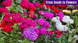 GROW Beautiful PHLOX from Seeds NOW Start To Finish [upl. by Zetnauq]