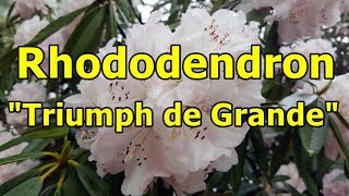 Rhododendron quotTriumph de Grandequot HD video 01 [upl. by Biel]