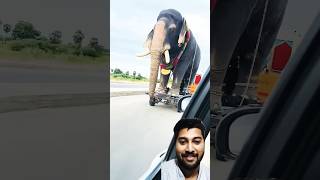 Chhota hathi tempo 😁😁hathi ko lekar ja raha haielephat animals automobile shortviral [upl. by Reifel]