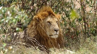 Safari in masai mara Kenya 2018 [upl. by Nnyleimaj]