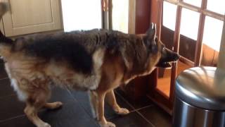 German Shepherd Extremely Barking 3 [upl. by Alram]