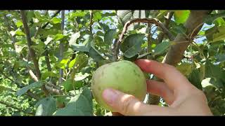 How long does it take for an apple tree to produce fruit apple tree update [upl. by Grimbal829]