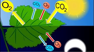 Relation photosynthèserespiration chez les plantes vertes [upl. by Yelroc]