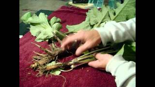 Wild Edibles Burdock cooking the roots [upl. by Assirhc880]