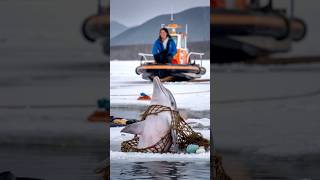 A critically injured dolphin trapped in an old net pleaded with a sailor to save its life seal [upl. by Siramad]