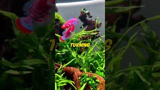 Fish Tank Video About Killifish The Colorful Jewels of the Freshwater Aquarium [upl. by Aznofla618]