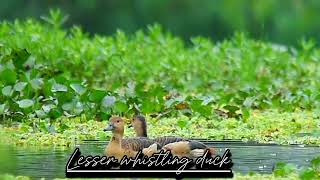 Lesser Whistling Duck [upl. by Lehet655]