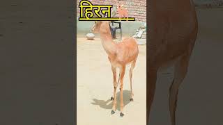 Hiran 🦌 ❤️bharotobhagyobidhata trending videoRangeela RajasthanDharti dhora rifarming [upl. by Latoyia]