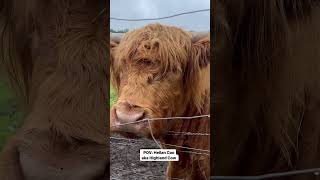 Heilan Coo aka Highland Cow …only in Scotland shorts scottishhighlands scotland travelvlog [upl. by Sinai]