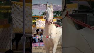 Horse power Marwari stallion horse🔥❤️🔥🐎 shorts [upl. by Karna]