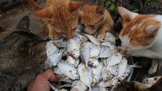 Cats eating raw fish  Kittens eating fish  Feeding Cats [upl. by Enorel]