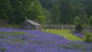 The Bluebells of ScotlandA Traditional Scottish Song with Lyrics [upl. by Toback567]