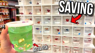 Rescuing PARASITE INFESTED BETTA FISH From DEATH AT PET STORE SO SAD [upl. by Carilla]