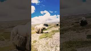 A YaK Sheep Mountain  King Of Mountain Yak Animals Gilgit Baltistan [upl. by Savart]