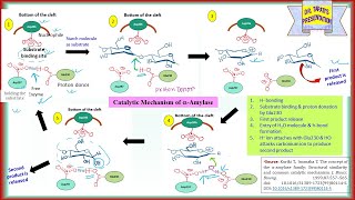 Alpha Amylase  Main Features Catalytic Domain Catalytic Mechanism Ca2 Binding Site  Enzyme 42 [upl. by Tsepmet]