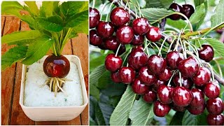 easy way how to grow cherry tree from cherry fruit with egg and alovera at home 100  success [upl. by Aleina]