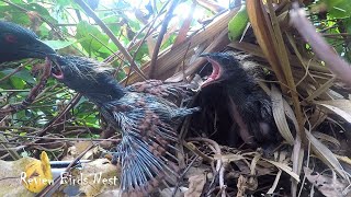 Greater Coucal Bird brings food to feed the babies in their nest P33 birdslover [upl. by Coppinger]