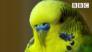 Meet Disco the incredible talking budgie  Pets  Wild at Heart  BBC [upl. by Ladin170]