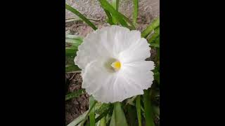 flower islamic reels  islamic motivation  islamic reels [upl. by Nelson]