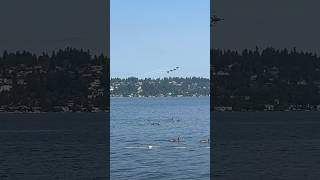 Blue Angels at Seafair 2024 And the F35A plus FA18s and P51 flyby seafair [upl. by Schonfield]