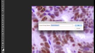 How to Count NucleiCells Using Adobe Photoshop Counting Tool [upl. by Nessa]