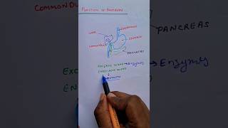 Function of pancreas Exocrine Glands Endocrine Glands insulin pancreas biology sciencefacts [upl. by Camarata744]