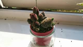 Adromischus marianae Red Coral one of the easiest and most unusual and bizarre succulents to grow [upl. by Mark]