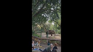 Stretch your mind and body with some wild yoga 🐘🧘‍♀️📍 PerthZoo in WAtheDreamState [upl. by Lavona159]