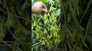 Soybean variety 🌱RVSM 1135 Soybean ki kheti 🧑‍🌾सोयाबीन की खेती 1135 short farming RVSM [upl. by Lucchesi]