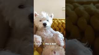 My Westie loves his personal space but 😅  Funny dog shorts [upl. by Eseneg181]