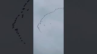 Pink Footed Geese Flying At Dawn In Late October birds avian nature [upl. by Gnik]