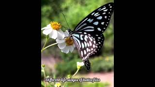 Butterfly life cycleplants zoology Entomology gardening plantscience biology [upl. by Eenafets392]