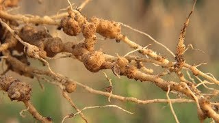 Managing root knot nematodes in vegetables Summary [upl. by Ardena]