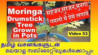 MoringaDrumstick TreeHow To Grow Cuttings in Pots of Home [upl. by Atikat697]