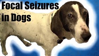 How to Spot Canine Focal Seizure Symptoms [upl. by Asital333]