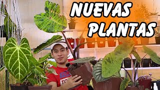 NUEVAS Plantas De Interior DIVINAS  El Anturio esta de Locos [upl. by Mikahs242]