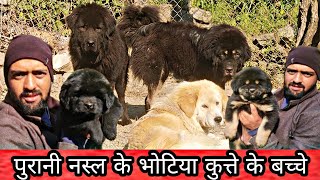 Bhotia Dog Puppy For Sale Old Line Gaddi Puppy Uttarakhand Wale [upl. by Antsirhc]