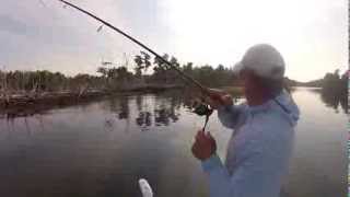 Everglades National Park fishing [upl. by Niknar]