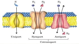 Cotransport mechanism [upl. by Schoenburg]