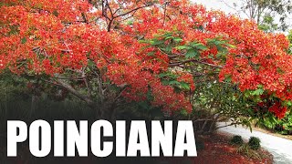 Poinciana Backing Track in D [upl. by Nabe]