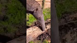 Anteaters  anteater factsoflife factsofanimals shortfeeds [upl. by Nnylkoorb]