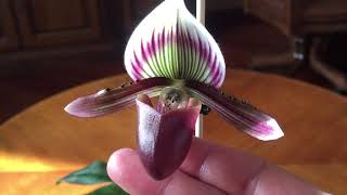 ЦВЕТЕНИЕ PAPHIOPEDILUM BARBATUM Bearded [upl. by Solberg349]