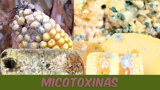 Os efeitos das micotoxinas na saúde humana e animal [upl. by Izmar]