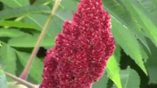 Wild Staghorn Sumac uses and Identification [upl. by Alehc]