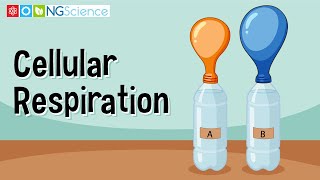 Cellular Respiration [upl. by Uhp]