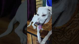 mixbreeddog comedyfilms amzing funny doglovers pets funnydoglover [upl. by Ardnaid]